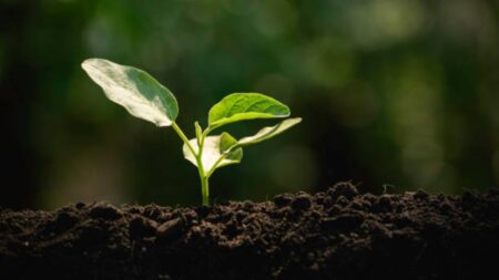 Explorando los orígenes de la capacitación: un viaje histórico Explorando los orígenes de la capacitación: un viaje histórico